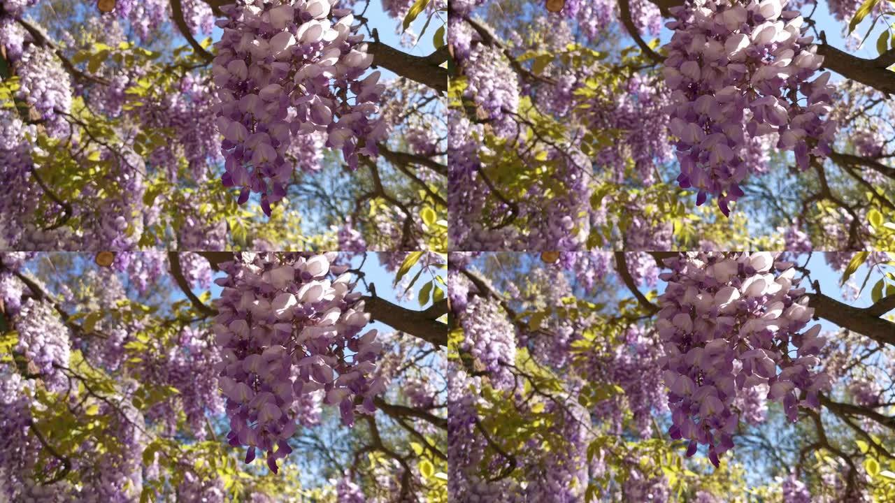 紫色紫藤特写花开春园。