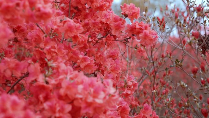 4K杜鹃花海 汉服小姐姐 小朋友看花