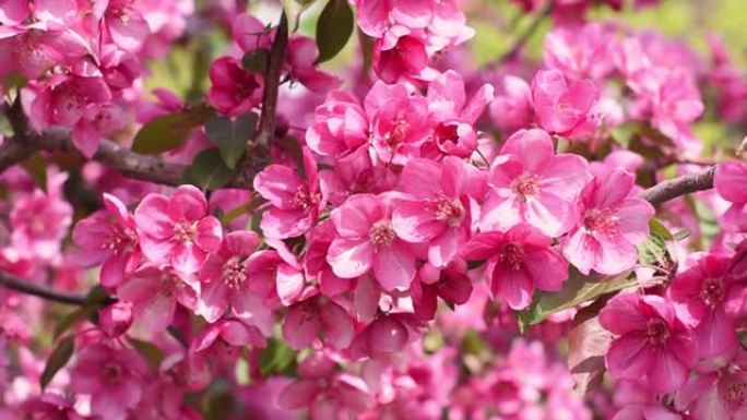 盛开的海棠。野生苹果。春天的粉红色花朵。浅深的田野