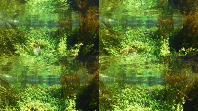 水下淡水湖河泉风景，有草和藻类的反射和阳束azmak河akyaka