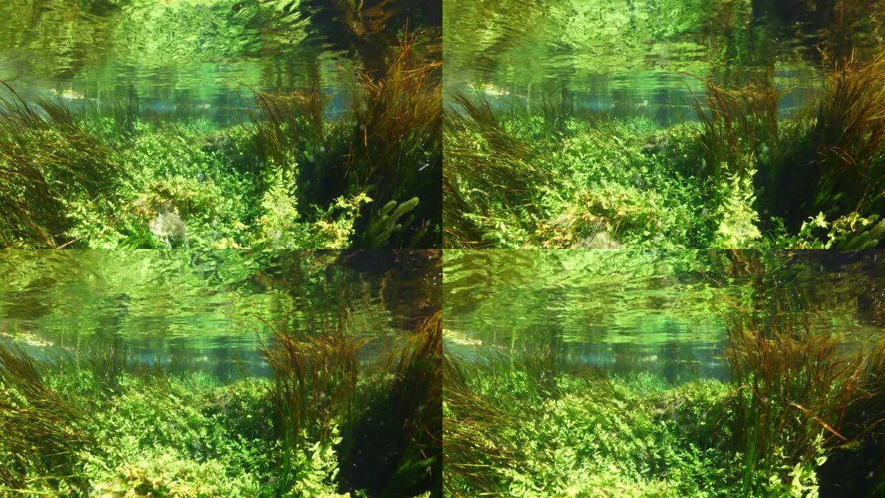 水下淡水湖河泉风景，有草和藻类的反射和阳束azmak河akyaka