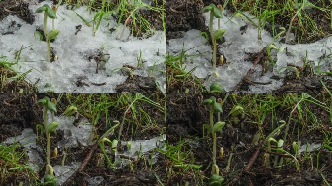 融化积雪并暴露绿草和植物芽的宏观镜头