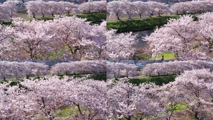 在樱花附近拍一张动人的照片。