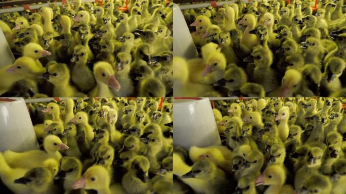 在农场孵化大面积的有趣的新生啄食小鸭