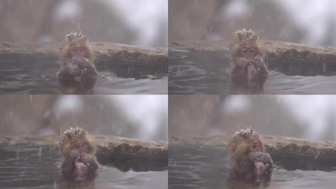 雪猴-小猴子泡在温泉里摸着脚