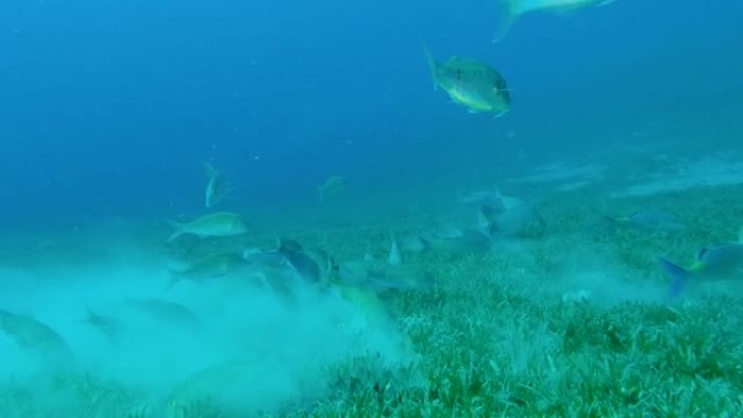 山羊鱼的浅滩以绿色海草覆盖的沙底为食。黑马鞍山羊鱼或两盆山羊鱼-冬凌草。埃及红海