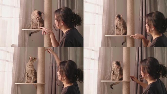 亚洲女人在抓挠的柱子上抚摸和抚摸一只可爱的猫。