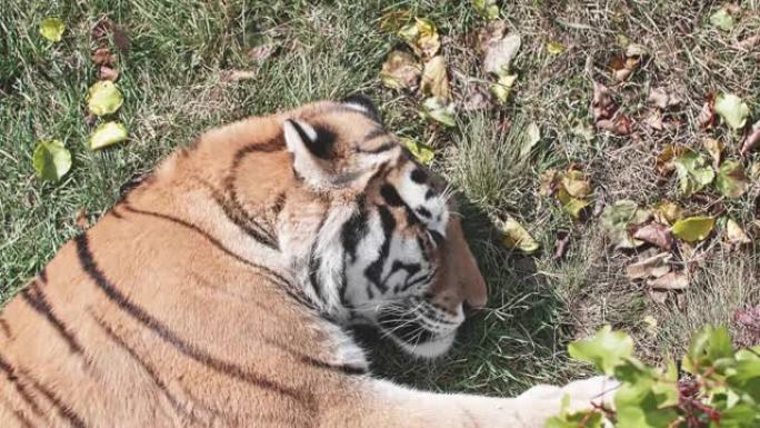 老虎睡在草地上特写。从上方观看