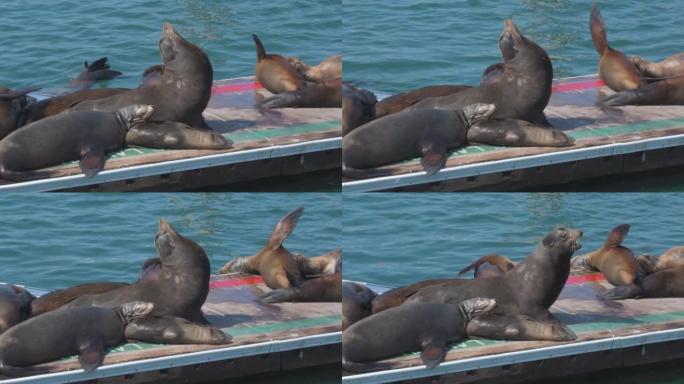 加利福尼亚州欧申赛德码头上的海狮