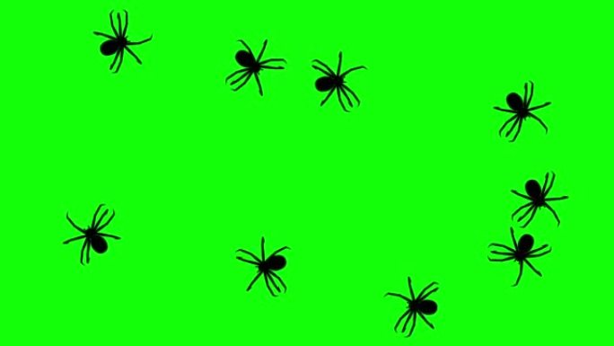 蜘蛛群，绿屏上的CG动画剪影，无缝循环