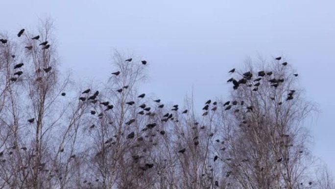 树上巨大的鸟群，天空和云的背景。大树上汹涌的鸟群，一群八哥。大风中鸟类的混乱运动。