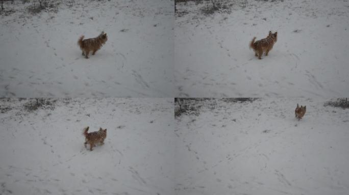 吉娃娃狗冬天在院子里散步