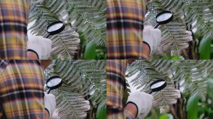 女生物学家使用放大镜查看温室中生长的蕨叶的细节。蕨类植物研究人员在热带植物园工作。