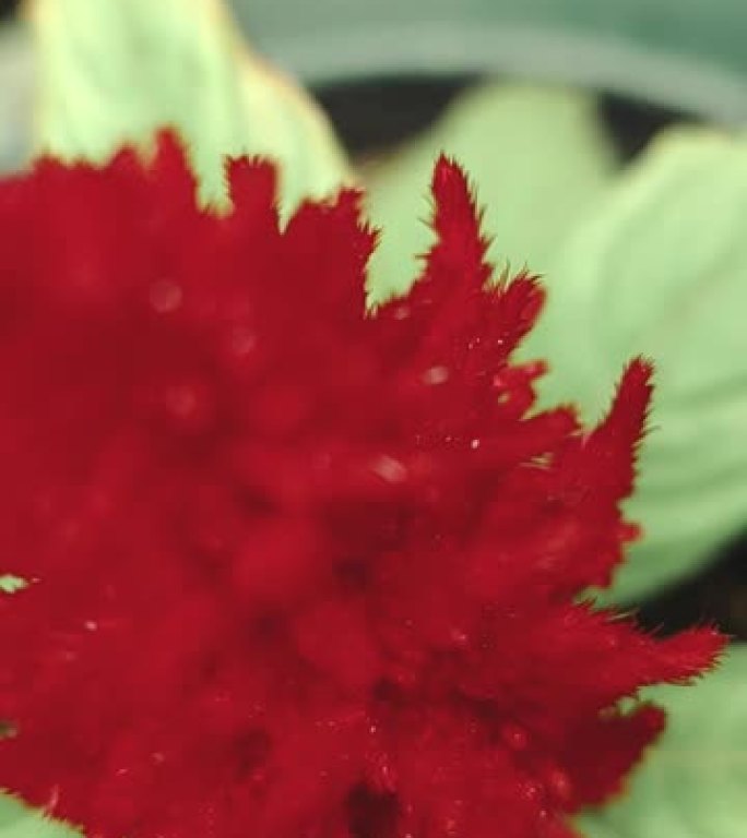 红花也叫银公鸡梳子1080p