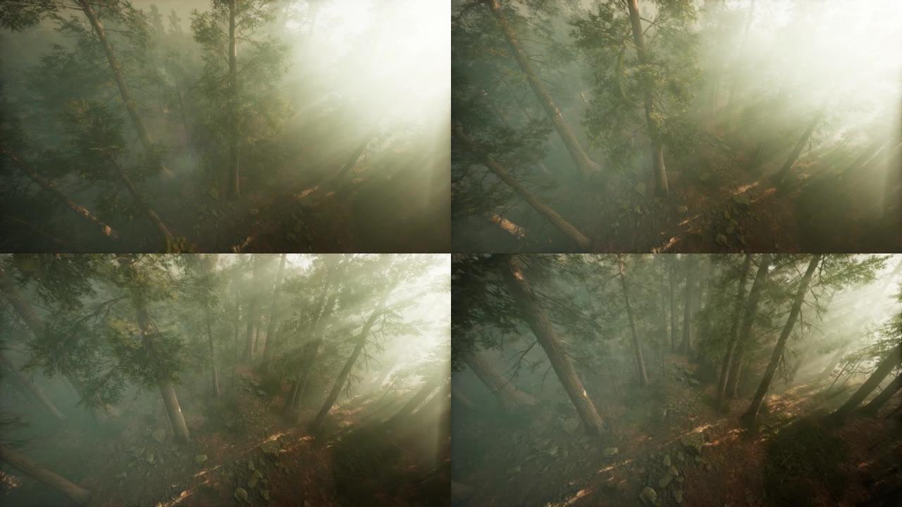 无人机冲破雾气展现红木和松树