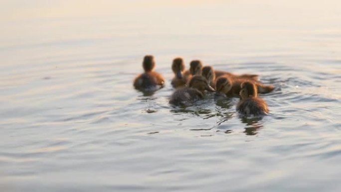在明亮的日落时分，母鸟的野鸭家族和她的小鸡在湖水上游泳。观鸟概念