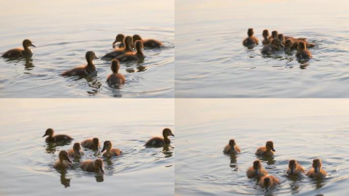 在明亮的日落时分，母鸟的野鸭家族和她的小鸡在湖水上游泳。观鸟概念