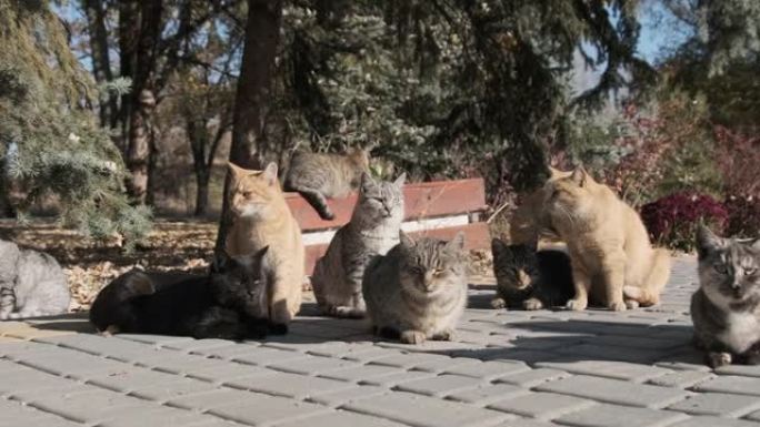 自然界中，许多流浪猫一起坐在公园里，慢动作