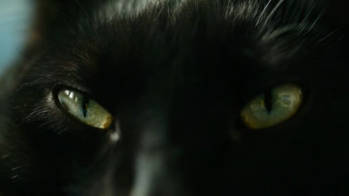 黑猫闭眼灵猫凶