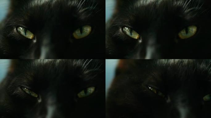 黑猫闭眼灵猫凶