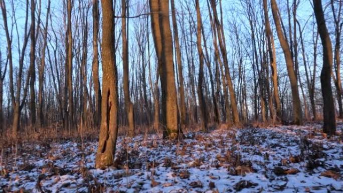 冬季公园，傍晚的阳光照在树上和雪上