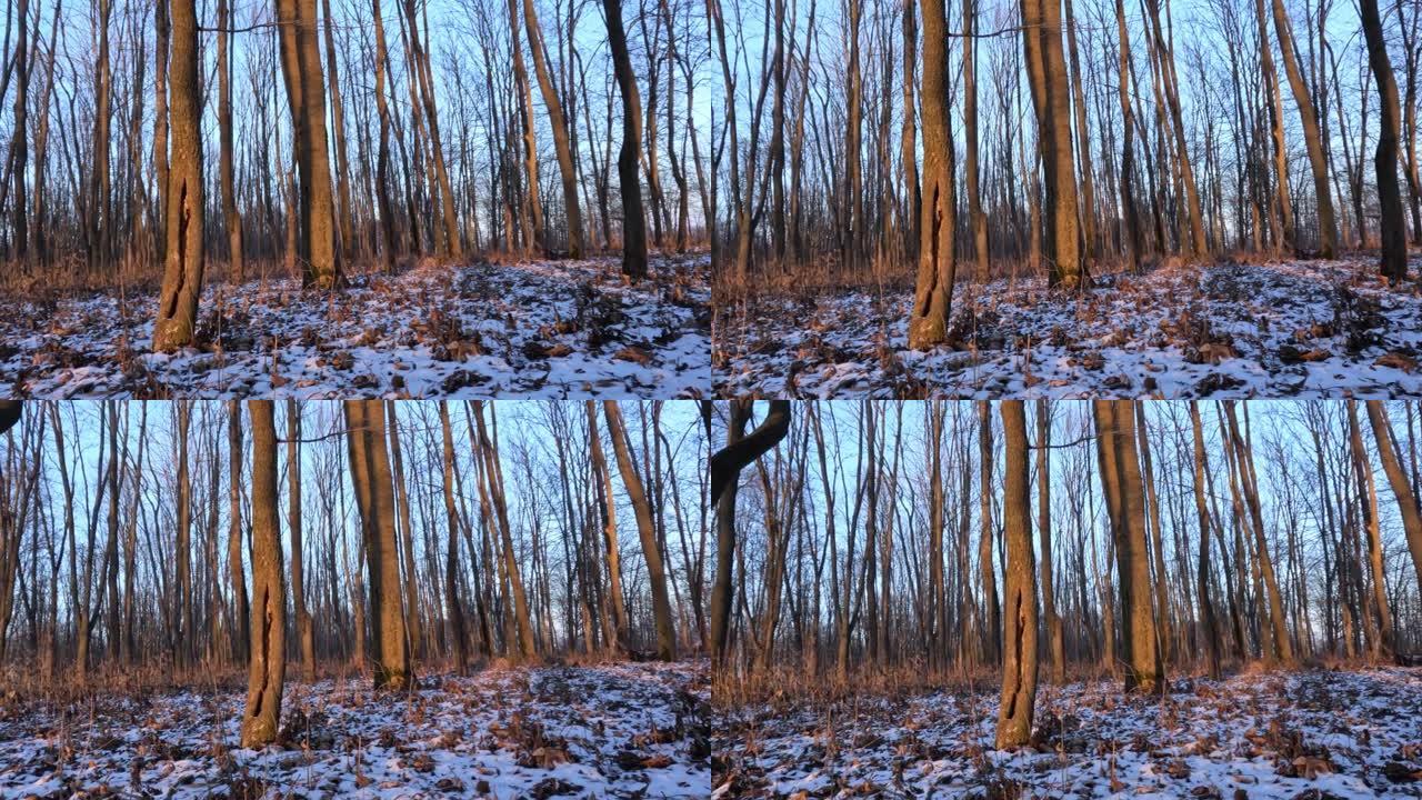 冬季公园，傍晚的阳光照在树上和雪上