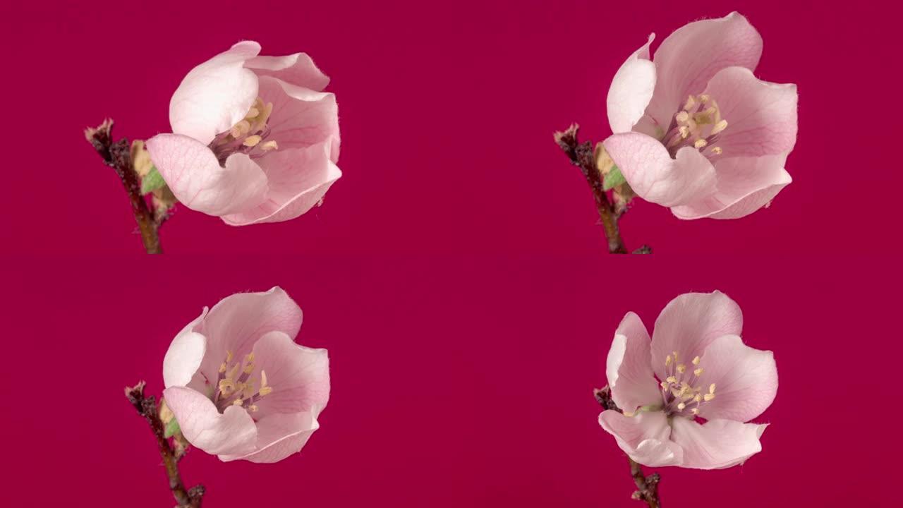 在红色背景下缩小延时视频中绽放的木瓜花。