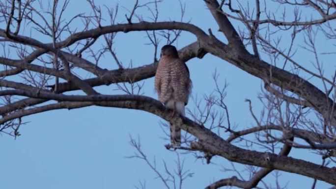 锐利的鹰栖息在西德克萨斯州的一棵树上