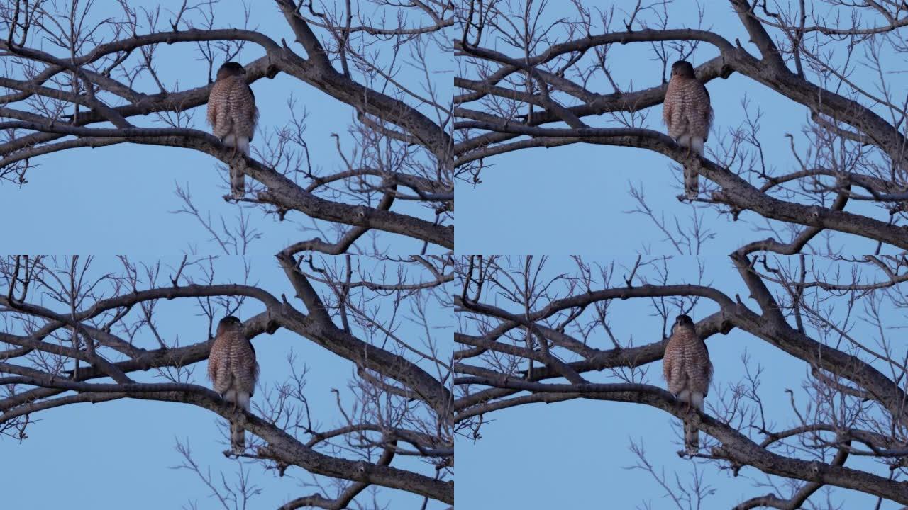 锐利的鹰栖息在西德克萨斯州的一棵树上