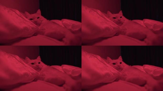 白猫躺在床上，在迷人的红光下。红色房间里的漂亮猫。红灯中的小猫