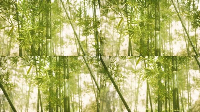 阳光普照的亚洲竹林