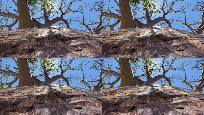 在一个阳光明媚的夏日，塞伦盖蒂，非洲大草原上的猴面包树。非洲