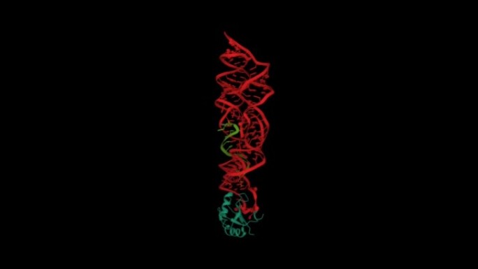 炭疽芽孢杆菌glmS核酶 (红色) 与结合的RNA (绿色) 和小核糖核蛋白 (蓝绿色) 结合的Ma