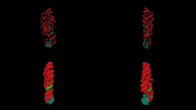 炭疽芽孢杆菌glmS核酶 (红色) 与结合的RNA (绿色) 和小核糖核蛋白 (蓝绿色) 结合的Ma