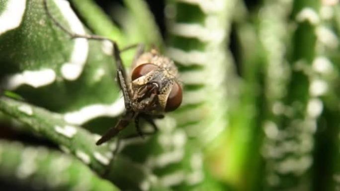 灰翅蝇昆虫坐在常绿多肉植物上。在孤立的黑色背景上芦荟叶上有翅膀的昆虫。壁纸上的自然动植物。慢动作就绪