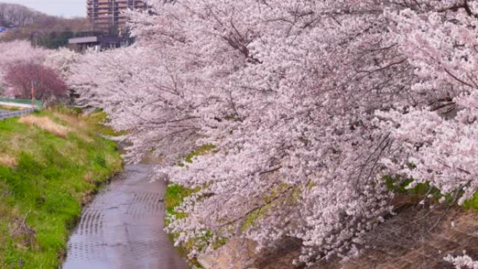 河边盛开的樱花樱花飘动树枝摇动春季