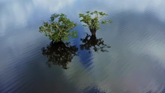 大环藻属的两棵树正在下面的水面上投射阴影