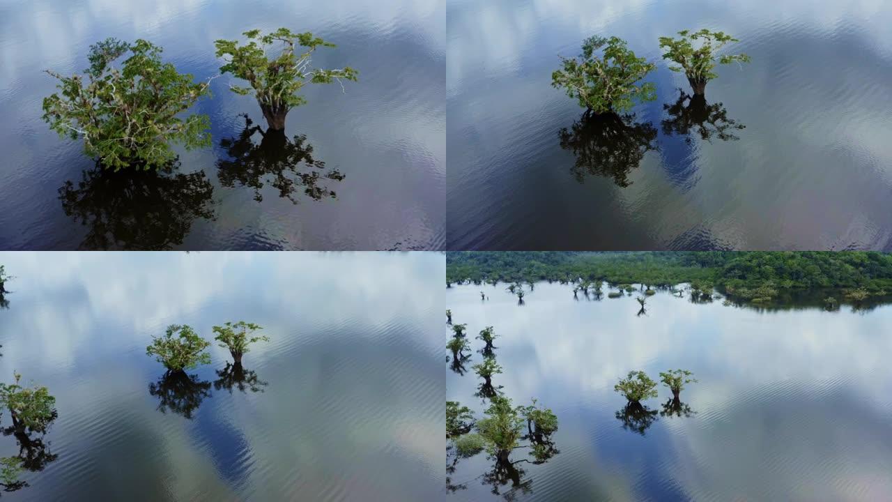 大环藻属的两棵树正在下面的水面上投射阴影