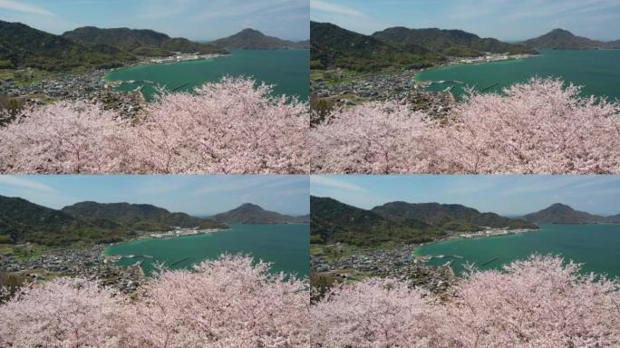 香川县三洋市拓马町的山上樱花与濑户内海