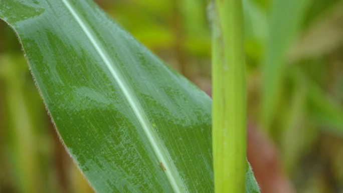 落在田间玉米绿叶上的水滴的慢动作。来自新鲜绿叶玉米的慢动作雨滴。雨滴从玉米叶子上滴下来。农业田间种植