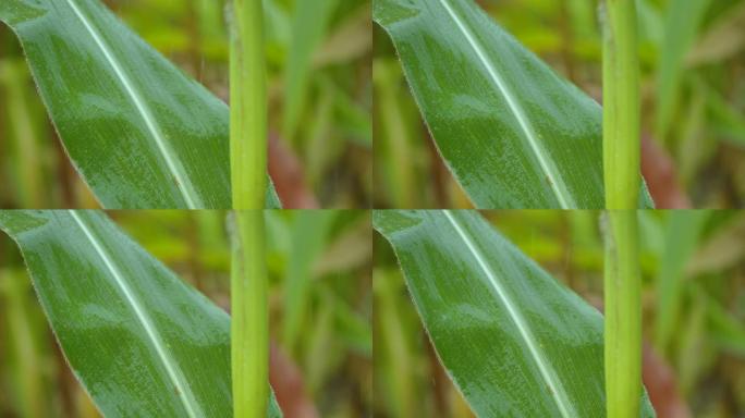 落在田间玉米绿叶上的水滴的慢动作。来自新鲜绿叶玉米的慢动作雨滴。雨滴从玉米叶子上滴下来。农业田间种植
