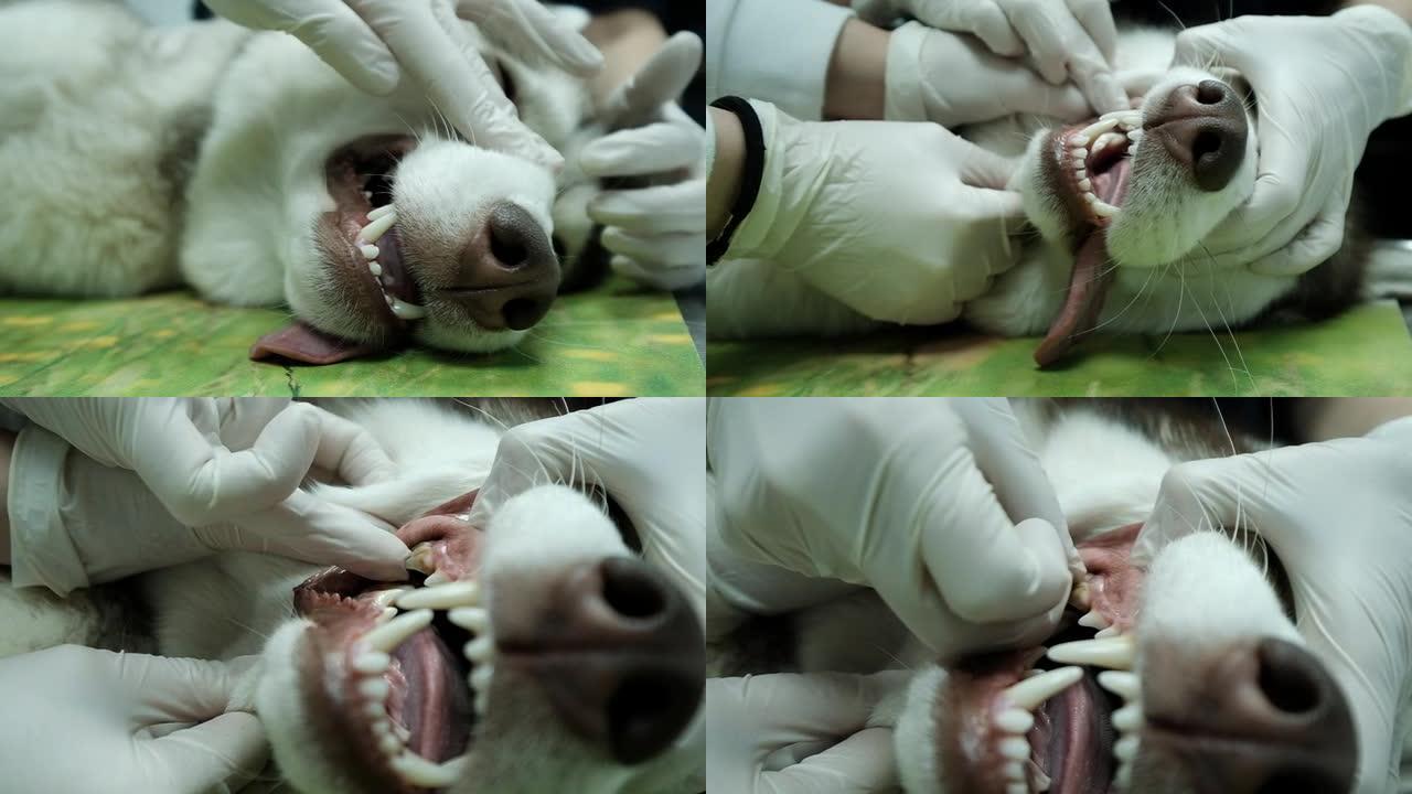 一只镇静的狗检查了牙齿