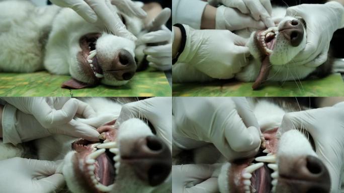一只镇静的狗检查了牙齿