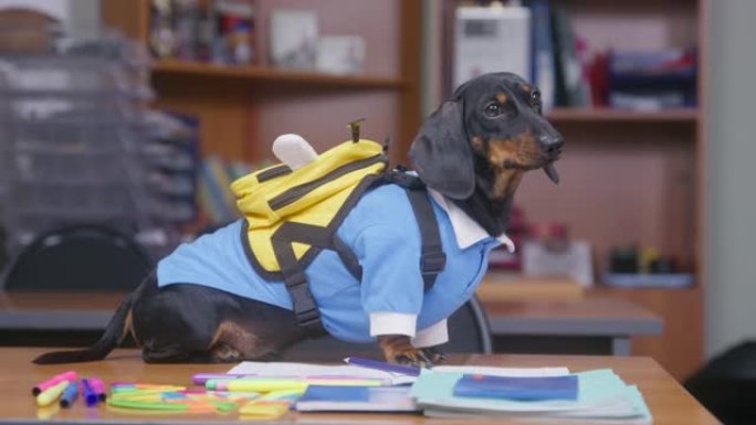 穿着制服和带有蜜蜂形状的背包的有趣的腊肠犬小狗正站在桌子上，准备作为模范学生在小学上课，侧视