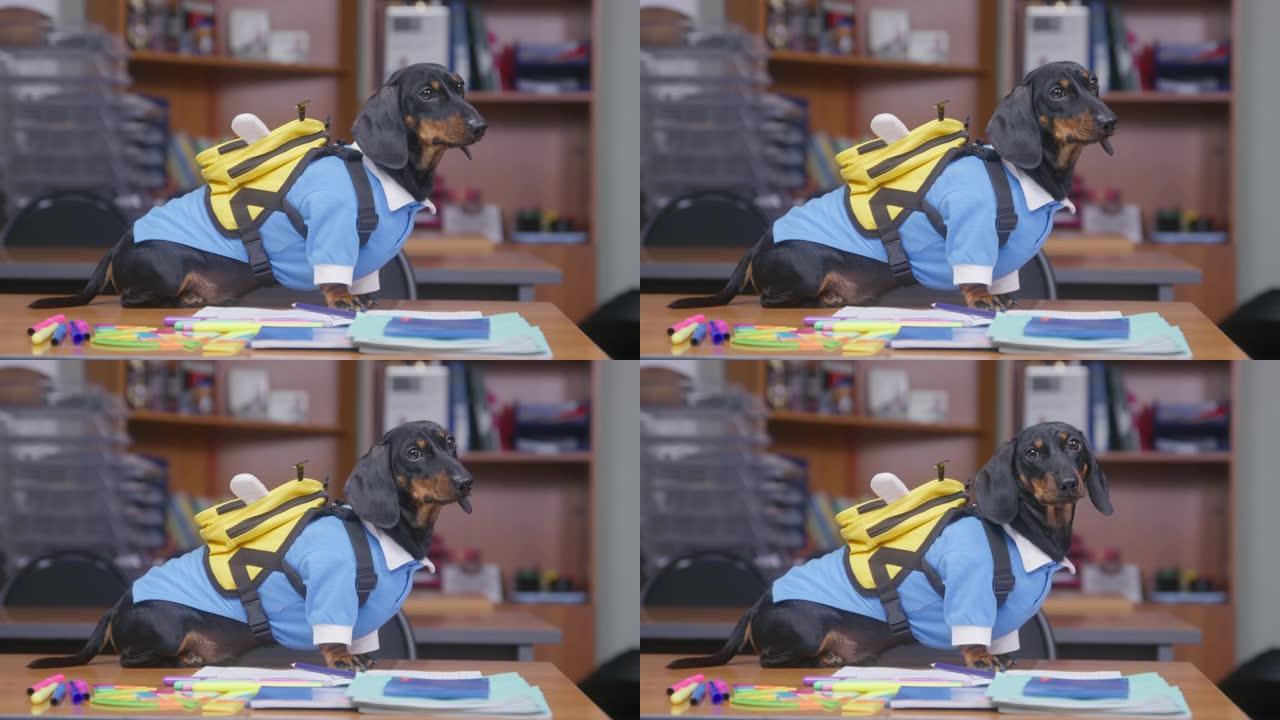 穿着制服和带有蜜蜂形状的背包的有趣的腊肠犬小狗正站在桌子上，准备作为模范学生在小学上课，侧视