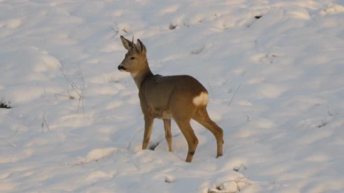 野生动物ro鹿，橙色毛皮在雪原的冬季自然中放牧。大自然中的野生小鹿。雪冬可爱的有趣小鹿。Ro鹿，Ca