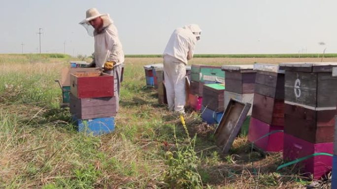 两个养蜂人，养蜂人正在收获蜂蜜，年份。
