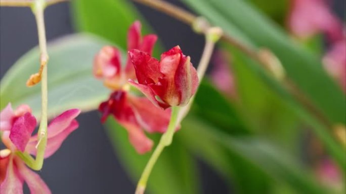 盛开的Oncidium花，跳舞的洋娃娃兰花或Oncidium Gower Ramsey的4k延时镜头