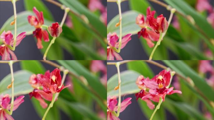 盛开的Oncidium花，跳舞的洋娃娃兰花或Oncidium Gower Ramsey的4k延时镜头