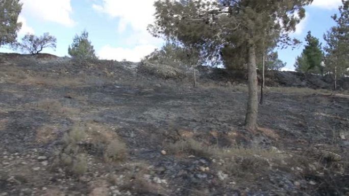 在耶路撒冷烧毁森林之后，以色列